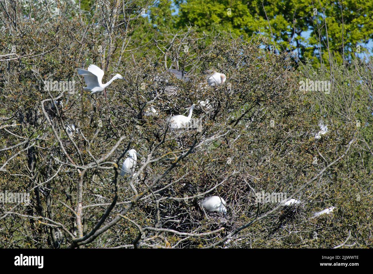 Piccola egretta (Egretta garzetta) che vola su un nido di cime degli alberi accanto alle airette di bestiame (Bubulcus ibis) e agli aironi grigi (Ardea cinerea) Hampshire, Regno Unito, aprile. Foto Stock