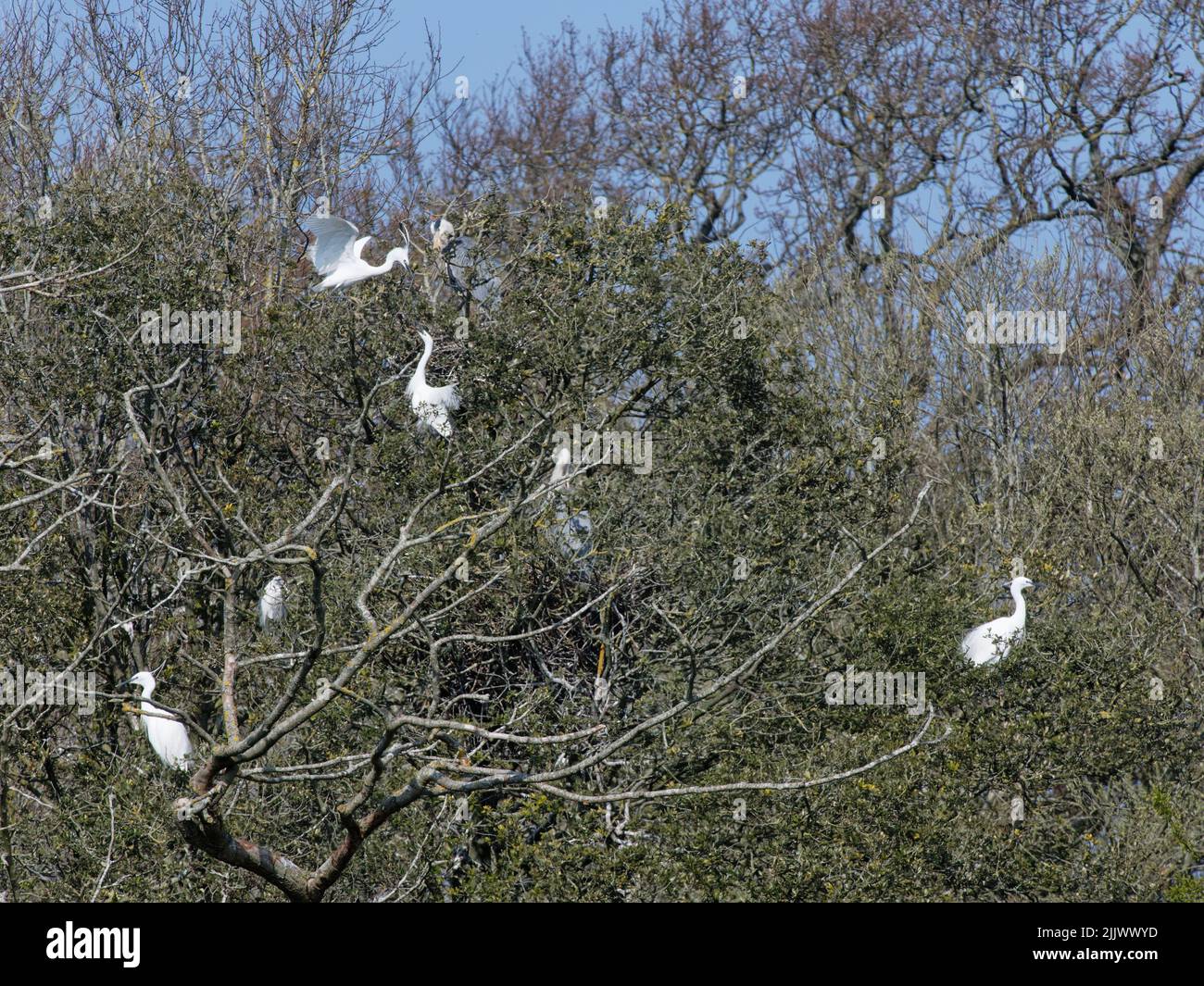 Piccola egretta (Egretta garzetta) che atterra con un bastone per il suo nido in una colonia di alberi a fianco di aironi grigi (Ardea cinerea), Hampshire, Regno Unito, marzo. Foto Stock
