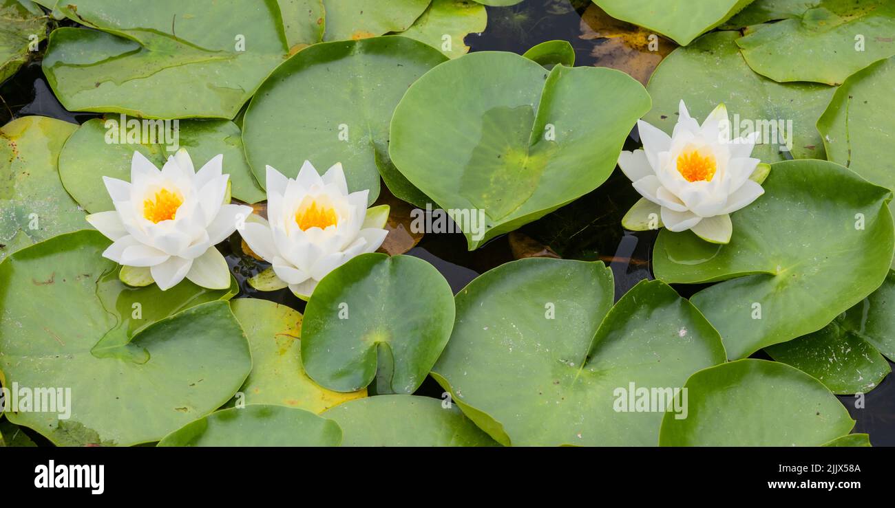 Tre gigli bianchi d'acqua con centri arancioni in fila in una zona di giglio selvatico Foto Stock