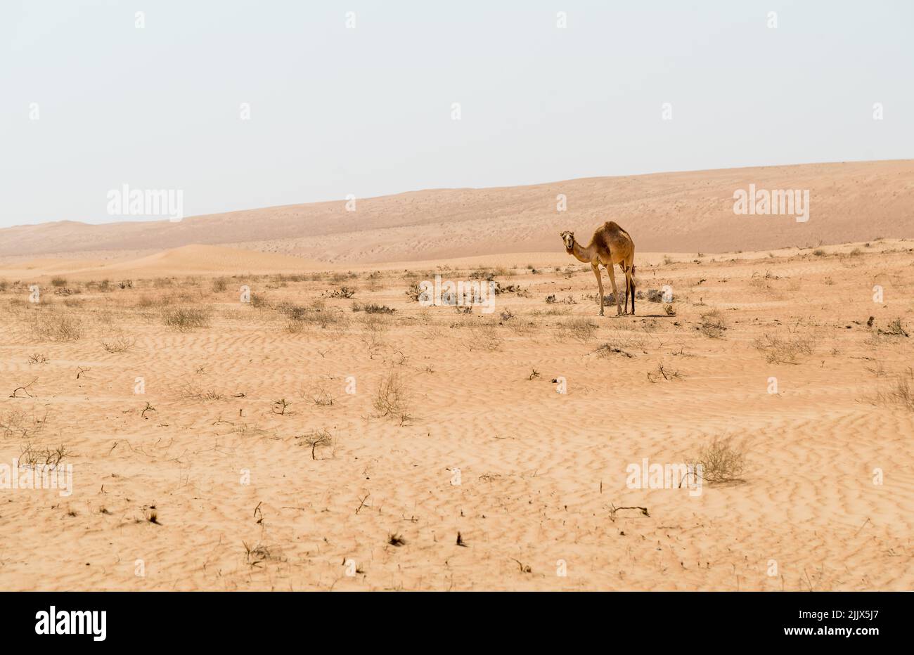 Il cammello mediorientale in Wahiba Sands of Desert in Oman. Foto Stock