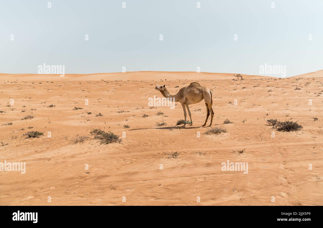 Il cammello mediorientale in Wahiba Sands of Desert in Oman. Foto Stock
