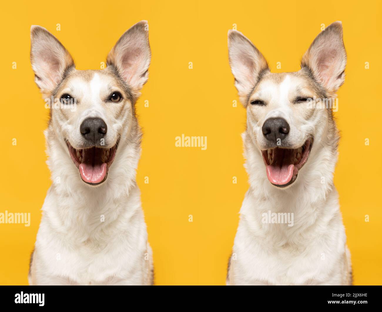 Studio girato di un adulto felice razza mista cani seduti insieme con un sorriso sul viso e lingua su sfondo giallo Foto Stock