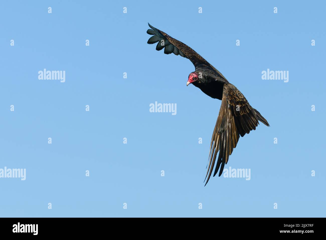 Tacchino Vulture amplia una svolta radicale contro un cielo blu isolato. La testa rossa contrasta con le ali scure e il corpo Foto Stock