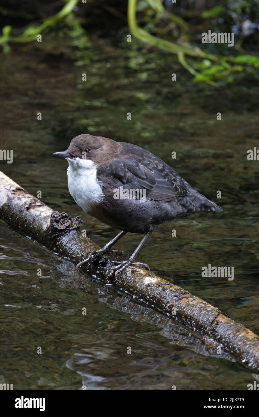 Dipper (Cincluss Cinclus) Youlgreave Derbyshire GB UK Luglio 2022 Foto Stock