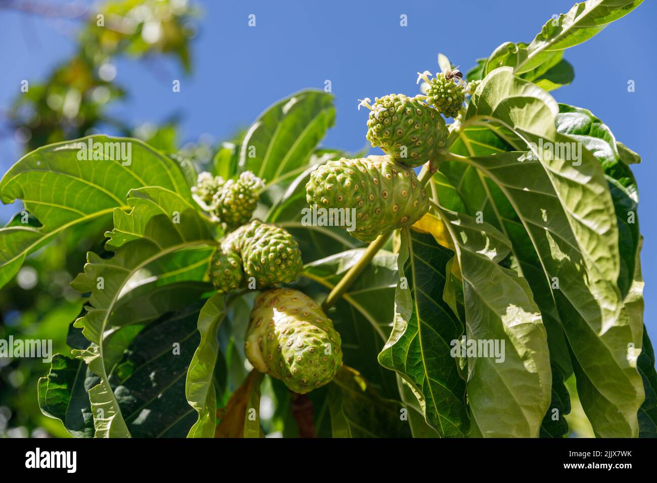 Albero di Noni, Morinda citrifolia. Un frutto medicinale con proprietà uniche. Foto Stock