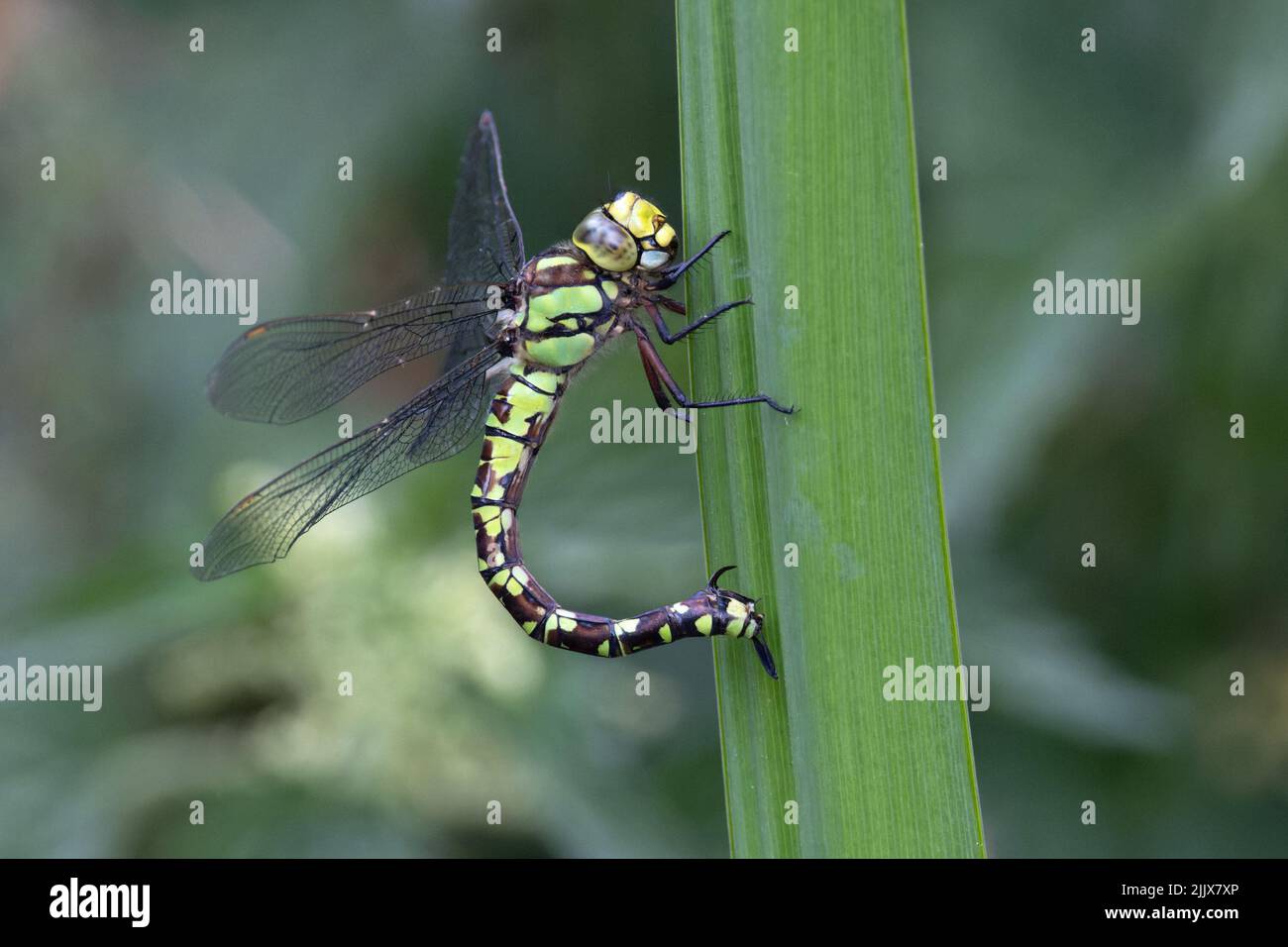 Blue (Southern) Hawker (Aeshna cyanea) Dragonfly ovipositing ovoovodeposizione Norwich GB UK luglio 2022 Foto Stock