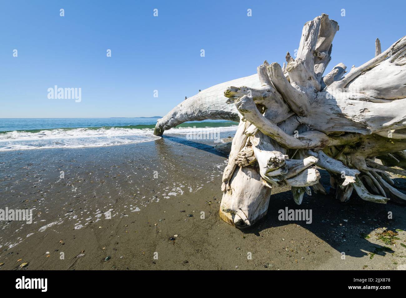 Un albero di legno secco intemperiato su una spiaggia sulla costa dello stato di Washington sotto un cielo blu come le onde coprono la spiaggia Foto Stock