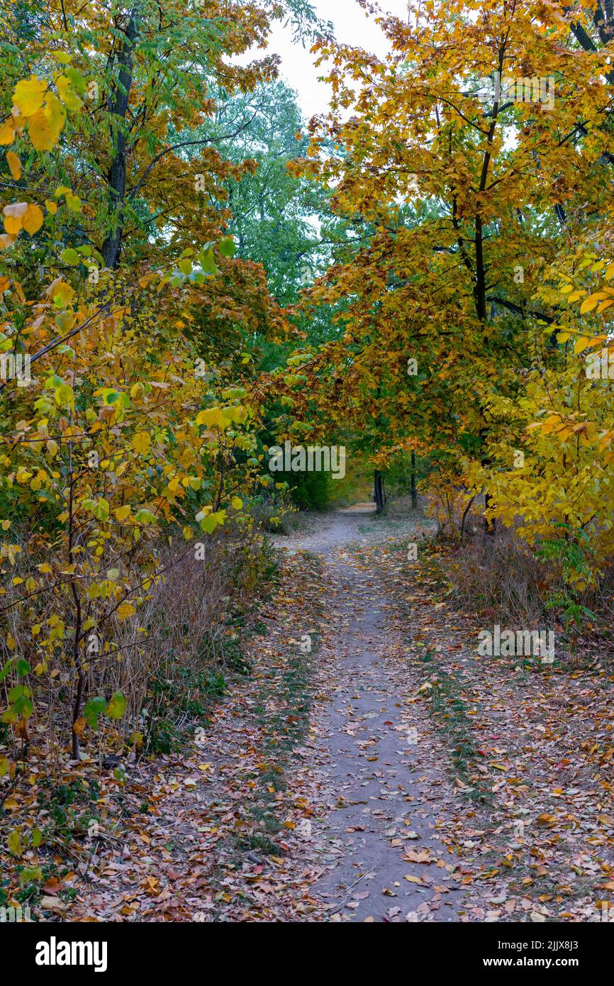 La strada è ovunque nella foresta multicolore autunnale Foto Stock