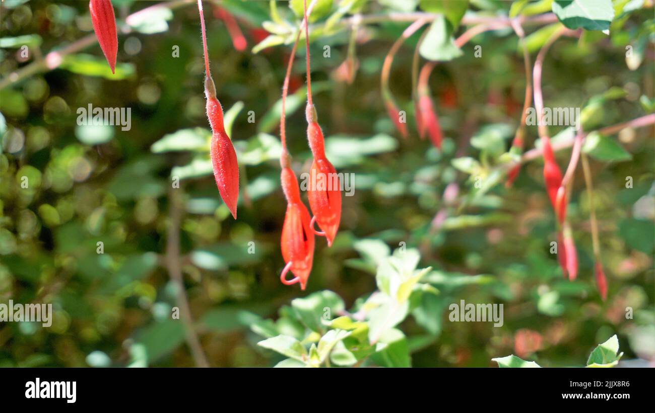 Bellissimi fiori di Fuchsia magellanica anche conosciuto come Fuchsia, Hardy fucsia, Dollar Princess. Fiori sospesi di colore rosso con sfondo naturale. Foto Stock
