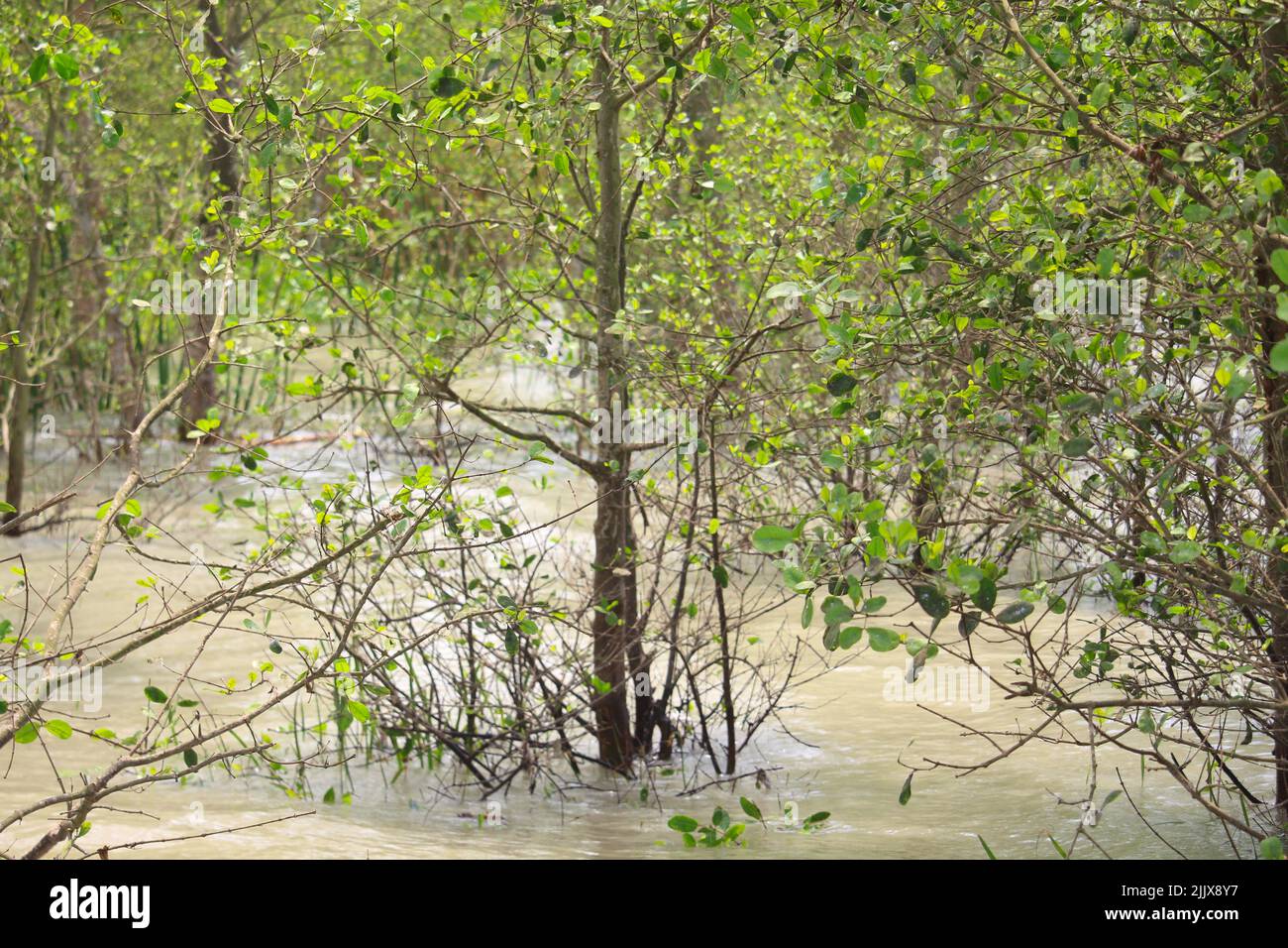 La maggior parte delle piante dei Sundarbans rimangono sotto acqua durante la stagione monsonica. Foto Stock