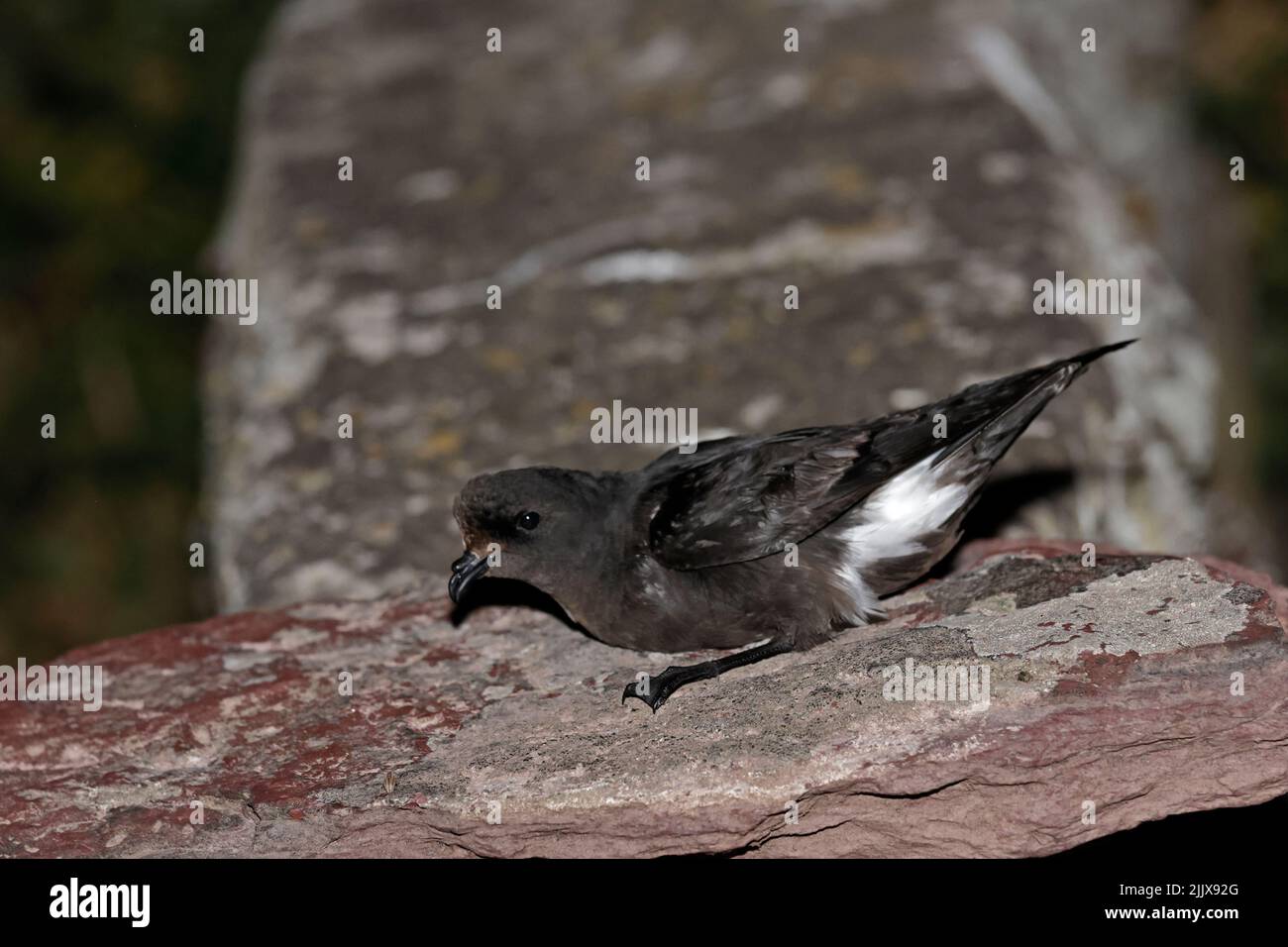 European Storm-Petrel dopo essere stato inanellato a Skokholm Island Galles Foto Stock