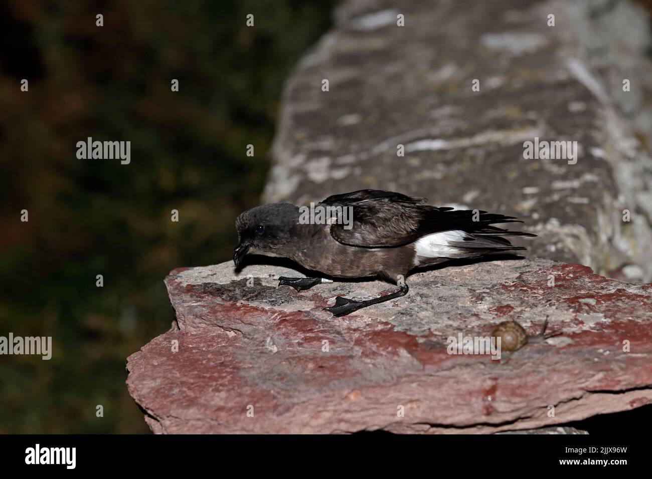 European Storm-Petrel dopo essere stato inanellato a Skokholm Island Galles Foto Stock