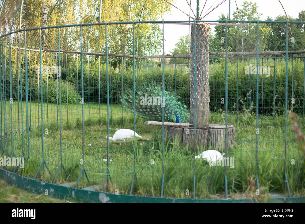 Pavone in gabbia. Uccello selvatico in zoo. Bella coda di pavone. Foto Stock