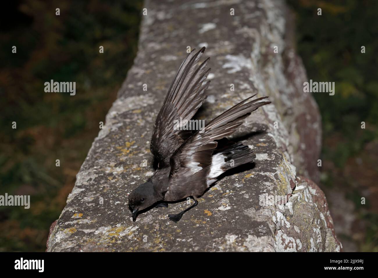 European Storm-Petrel dopo essere stato inanellato a Skokholm Island Galles Foto Stock