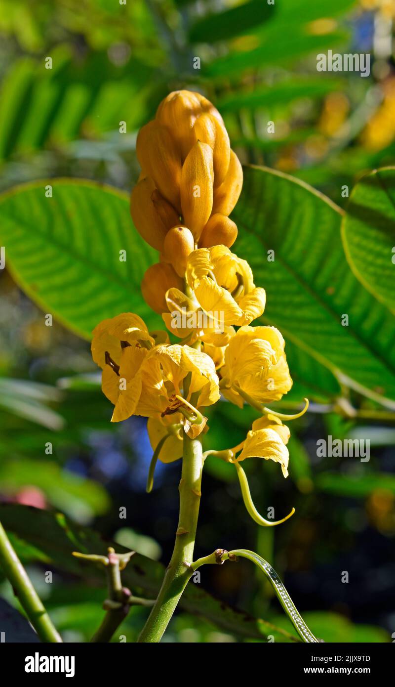 Fiori di Bush di candela o fiori di Bush di candela (Senna alata) Foto Stock