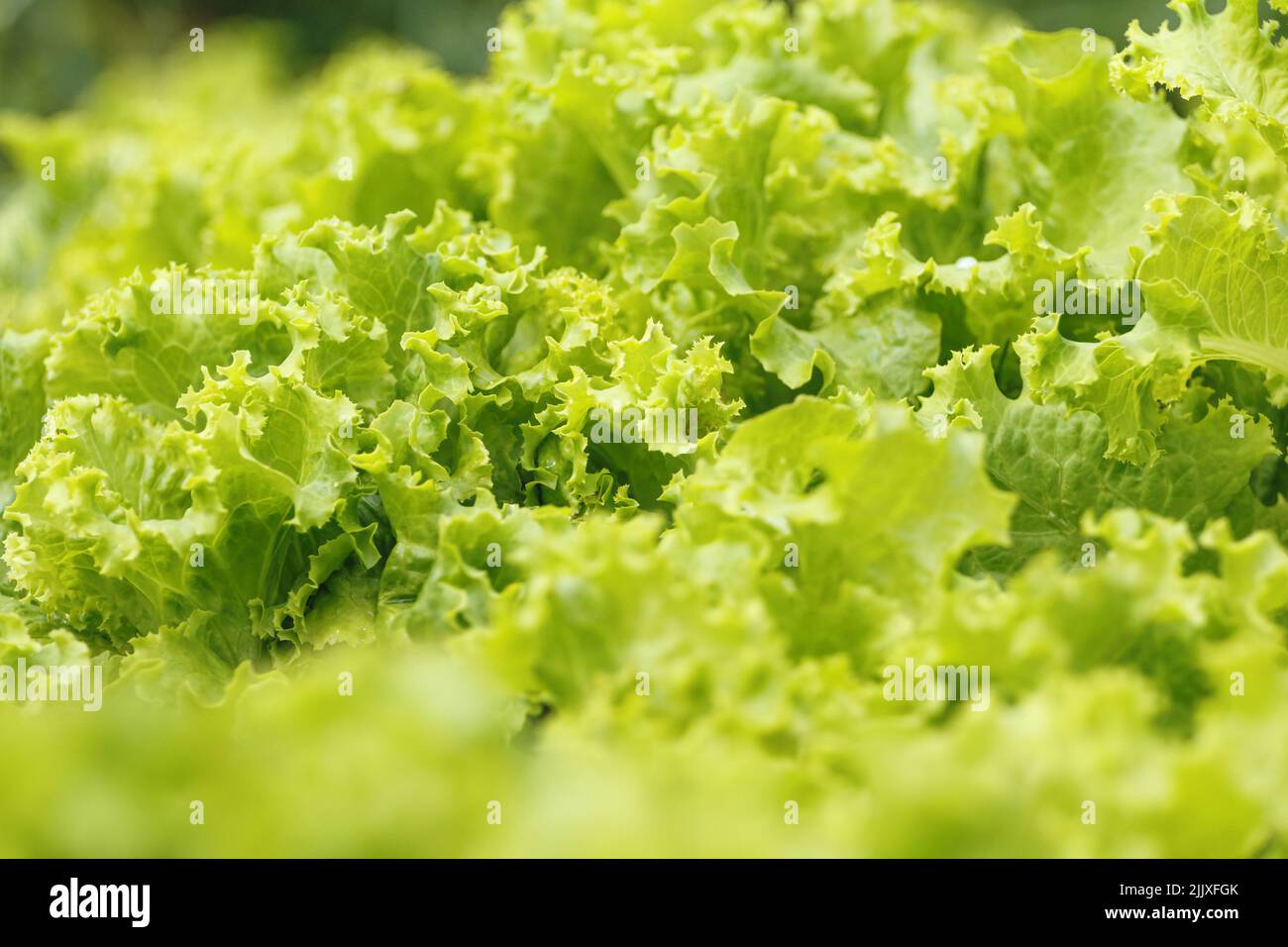 Primo piano di insalata verde fresca. Foglie ricciolose lussureggianti. Foto Stock