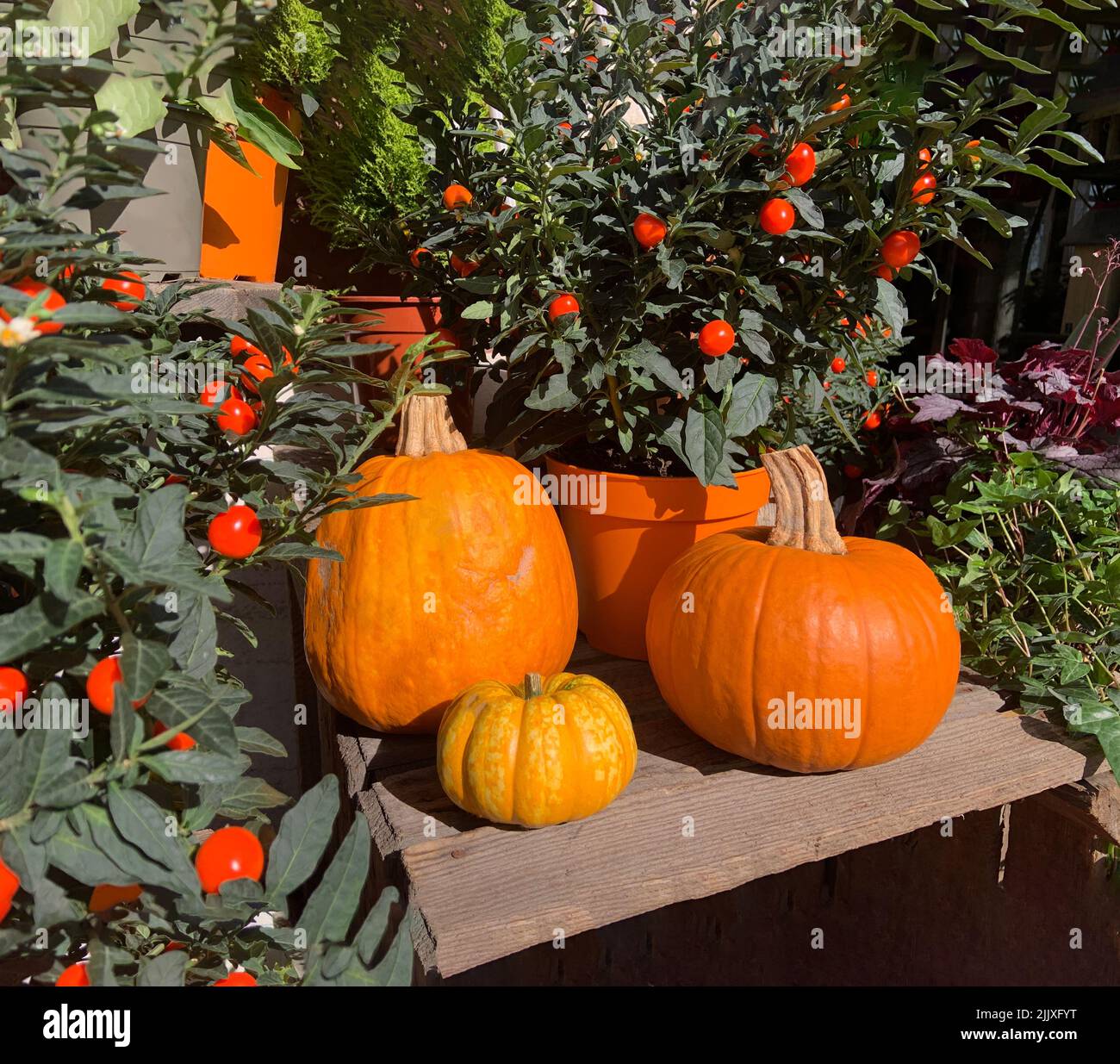 Composizione della zucca tra le piante decorative e foglie, concetto di decorazione delle feste autunnali, verdure della zucca Thanksgiving Foto Stock