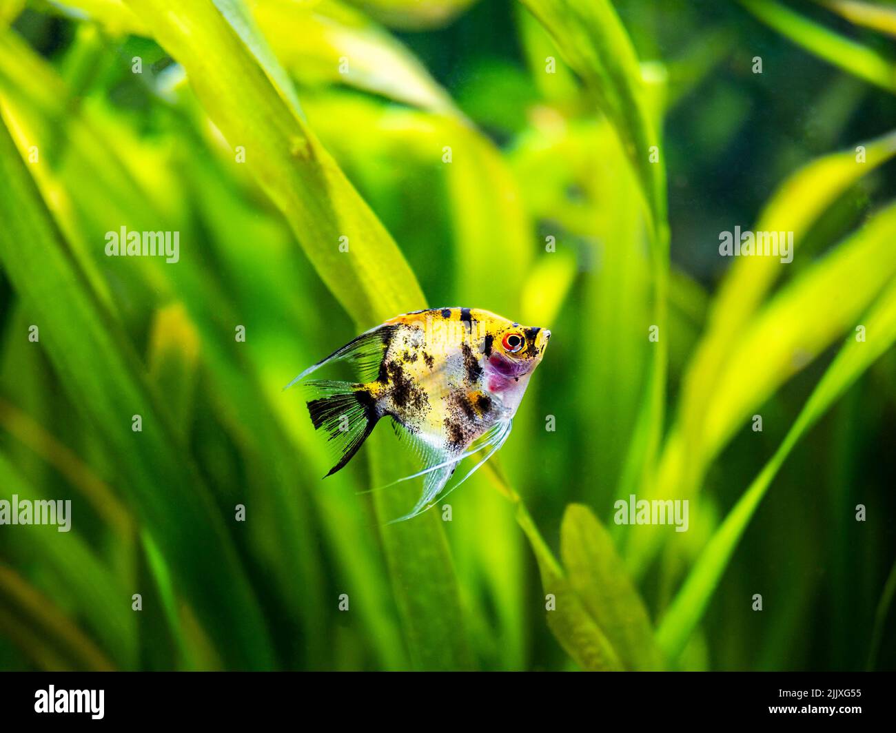 Angel Pesce Koi Panda giallo testa in pesce serbatoio con sfondo sfocato (Pterophyllum scalare) Foto Stock