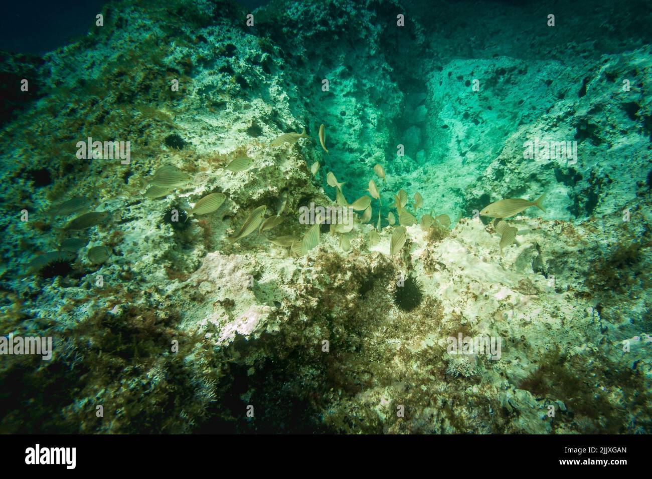Italia, luglio 2022: Immagini subacquee in profondità con acqua cristallina sulle Isole Tremiti Foto Stock