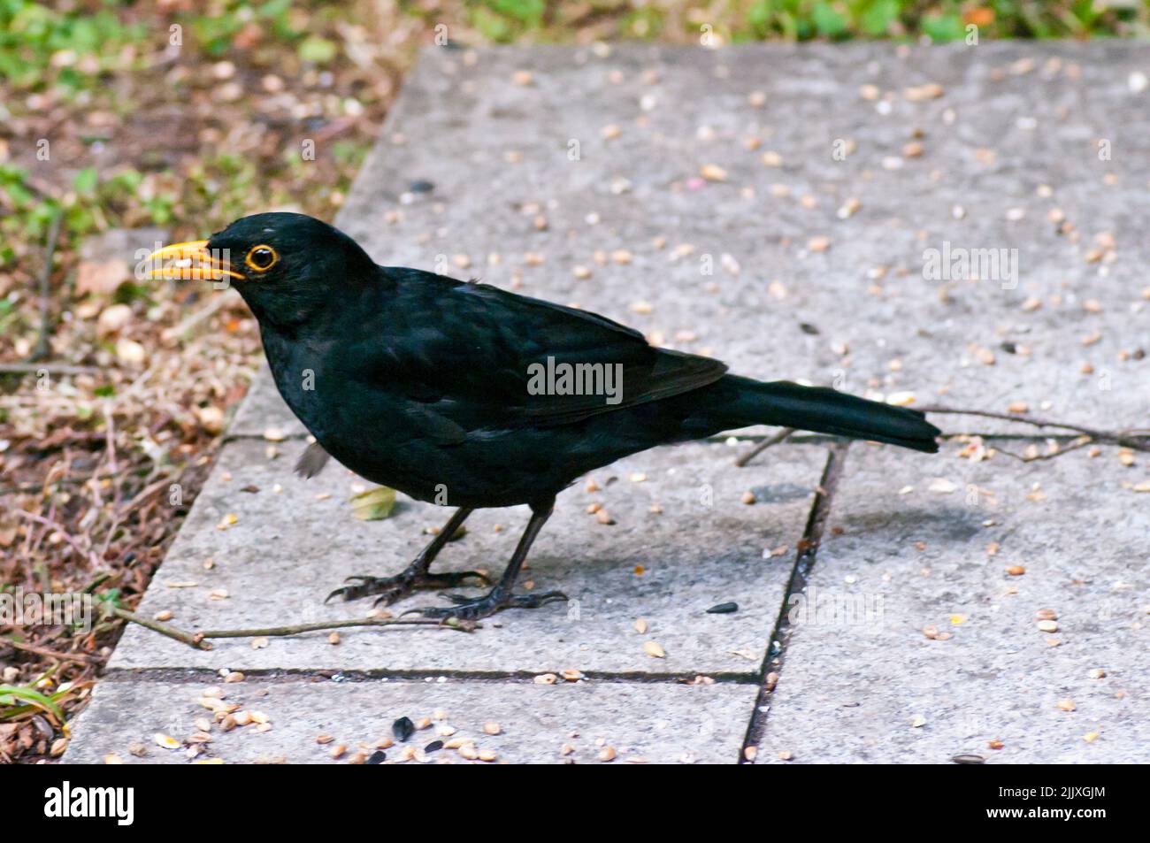 Vista laterale di Un uccello nero di Blackbird, Turdus Merula in piedi sul terreno Foto Stock