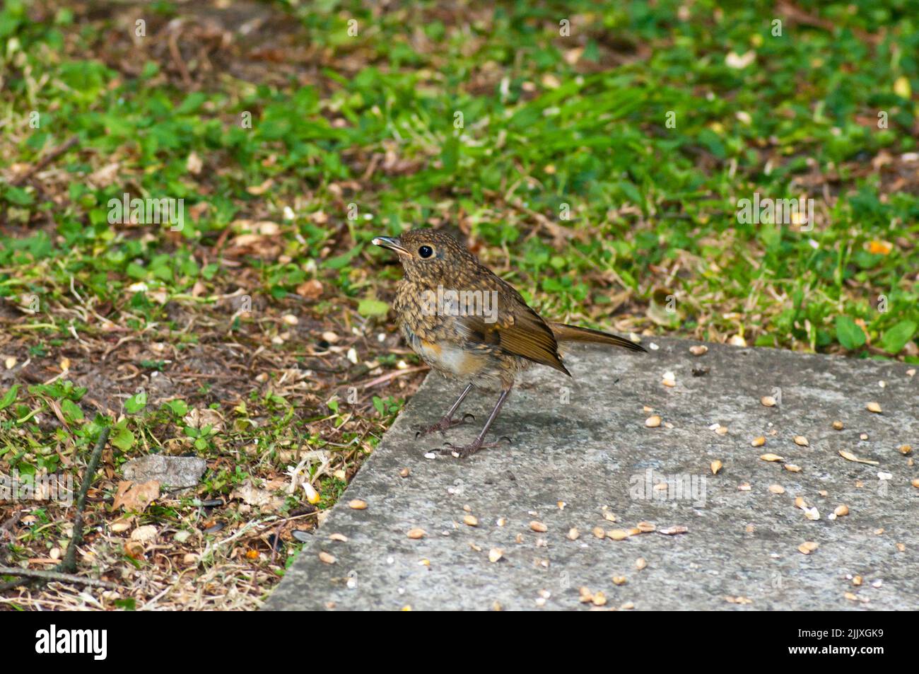 Juvenille Blackbird in piedi mangiare con il cibo nel suo becco Foto Stock