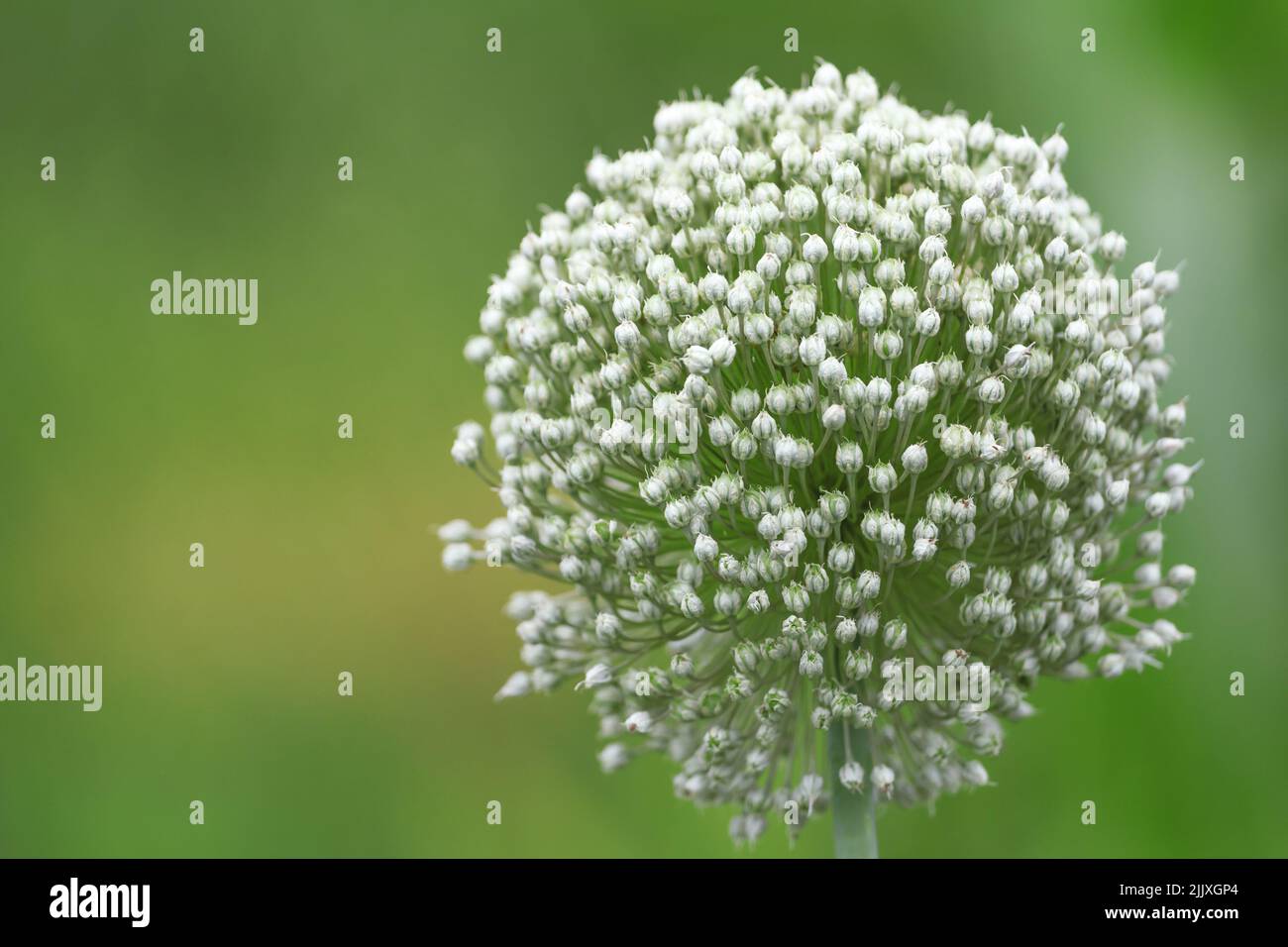 Fiore cipolla testa di seme palla in giardino. Primo piano su sfondo bokeh. Foto Stock