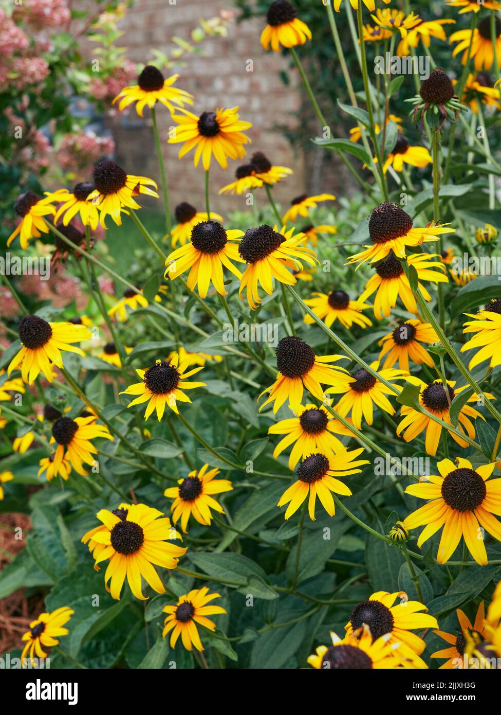 Rudbeckia hirta, Black Eyed Susans, in un giardino. Il fiore è popolare tra i giardinieri del sud degli Stati Uniti. Foto Stock