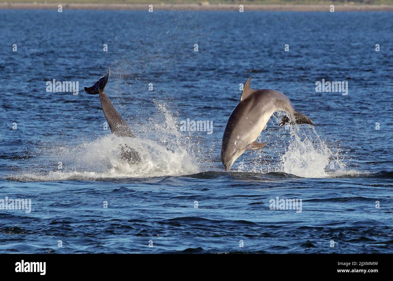 Due Delfini di Bottlenosio (Tursiops Truncatus) che si infrangono insieme al Chanonry Point, Moray Firth, Scozia. Foto Stock