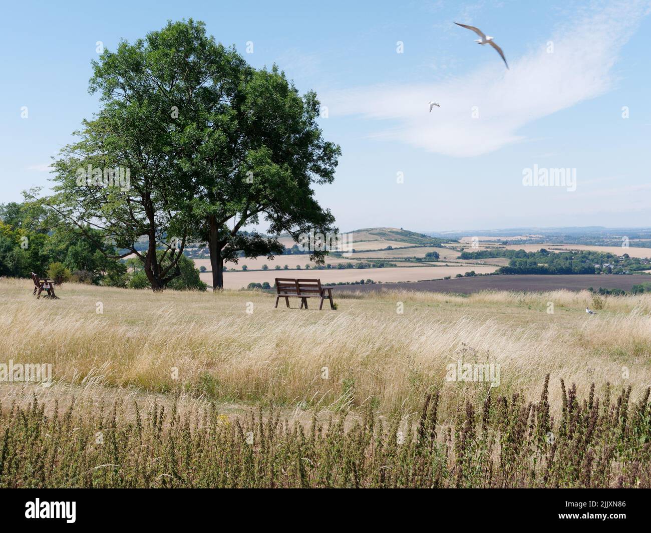 Vista sulla campagna di Whipsnade vicino a Dunstable nel Bedfordshire, Inghilterra, con panchine e uccelli in volo Foto Stock