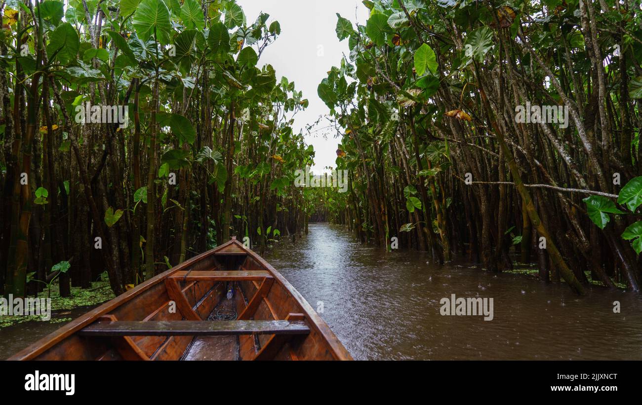 Sentiero delle foreste pluviali amazzoniche Foto Stock