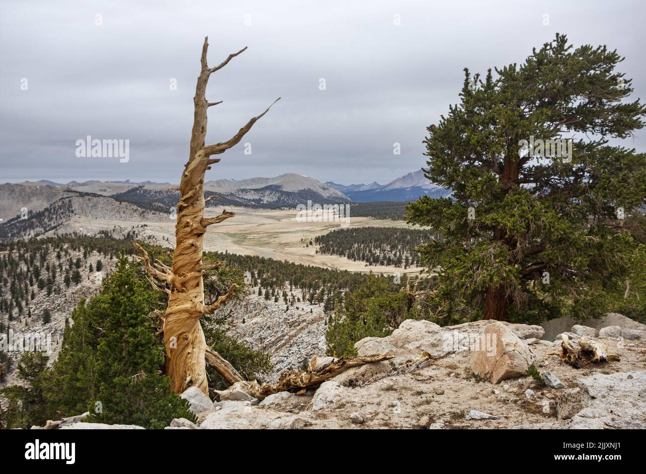 Pini morti e vivi vicino al confine del Parco Nazionale Sequoia che domina l'entroterra siberiano e l'altopiano boreale nelle montagne della Sierra Nevada Foto Stock