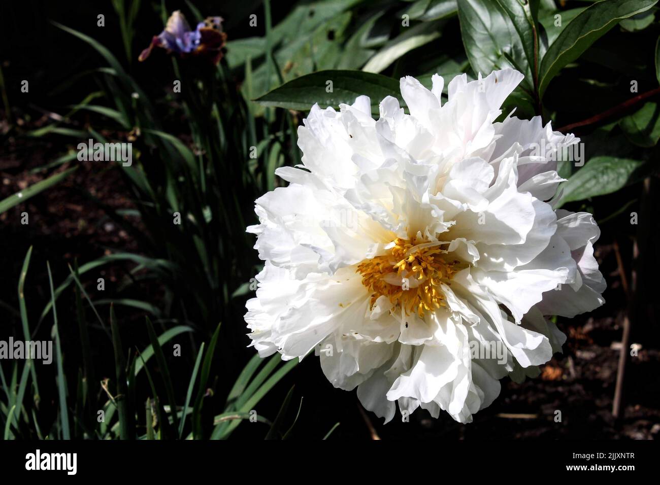 peonia in fiore bianca nel giardino Foto Stock