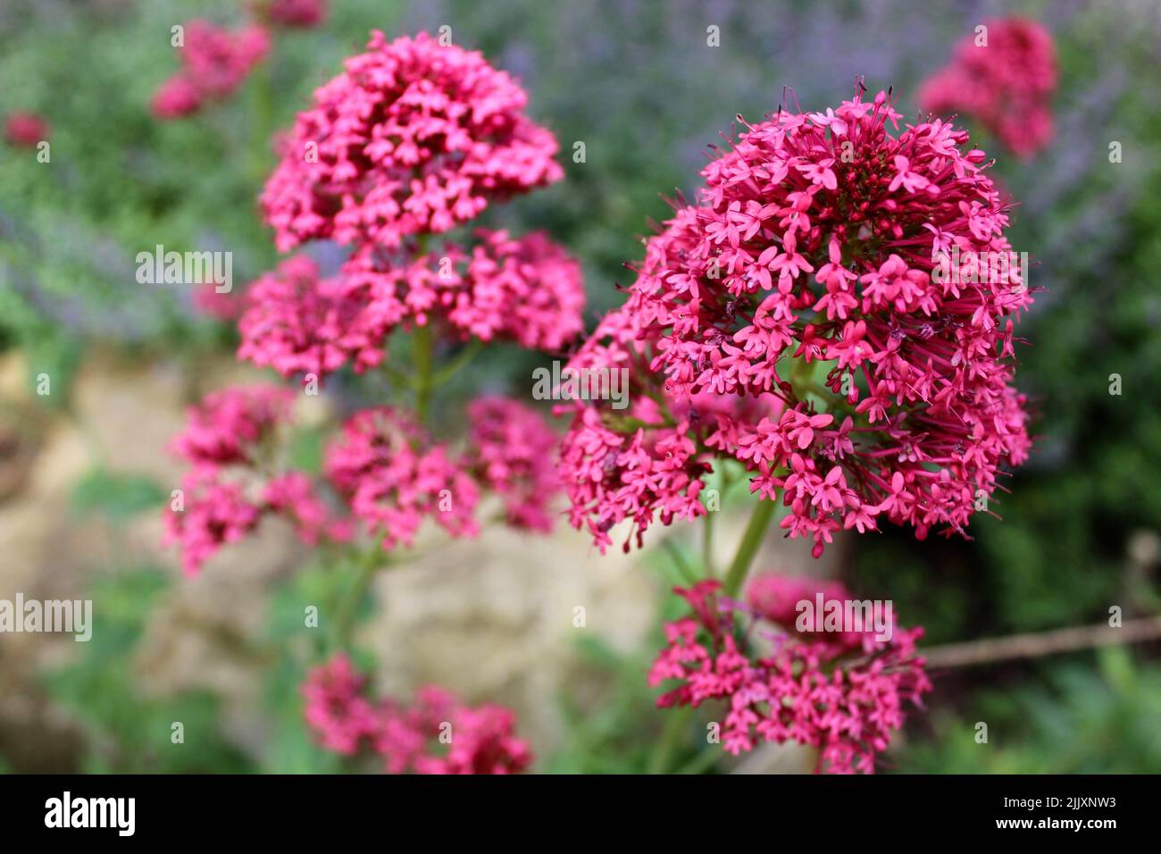 rosso valeriano: un fiore ornamentale Foto Stock