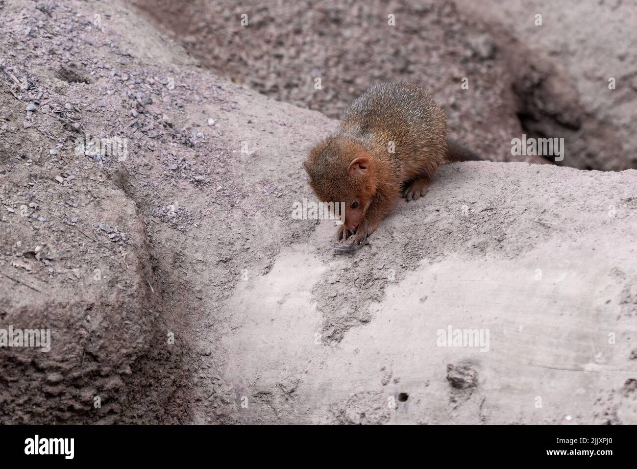 Carino comune nana mongoose, Helogale parvula, su un terreno sabbioso. Specie mongoose native dell'Angola, Namibia settentrionale, KwaZulu-Natal in Sudafrica Foto Stock