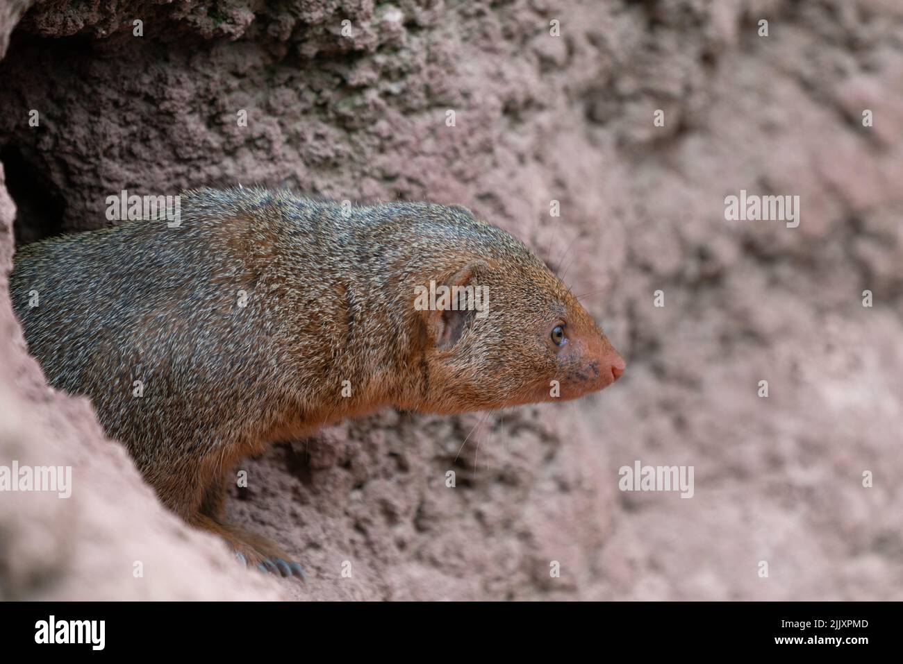 Carino comune nana mongoose, Helogale parvula, su un terreno sabbioso. Specie mongoose native dell'Angola, Namibia settentrionale, KwaZulu-Natal in Sudafrica Foto Stock