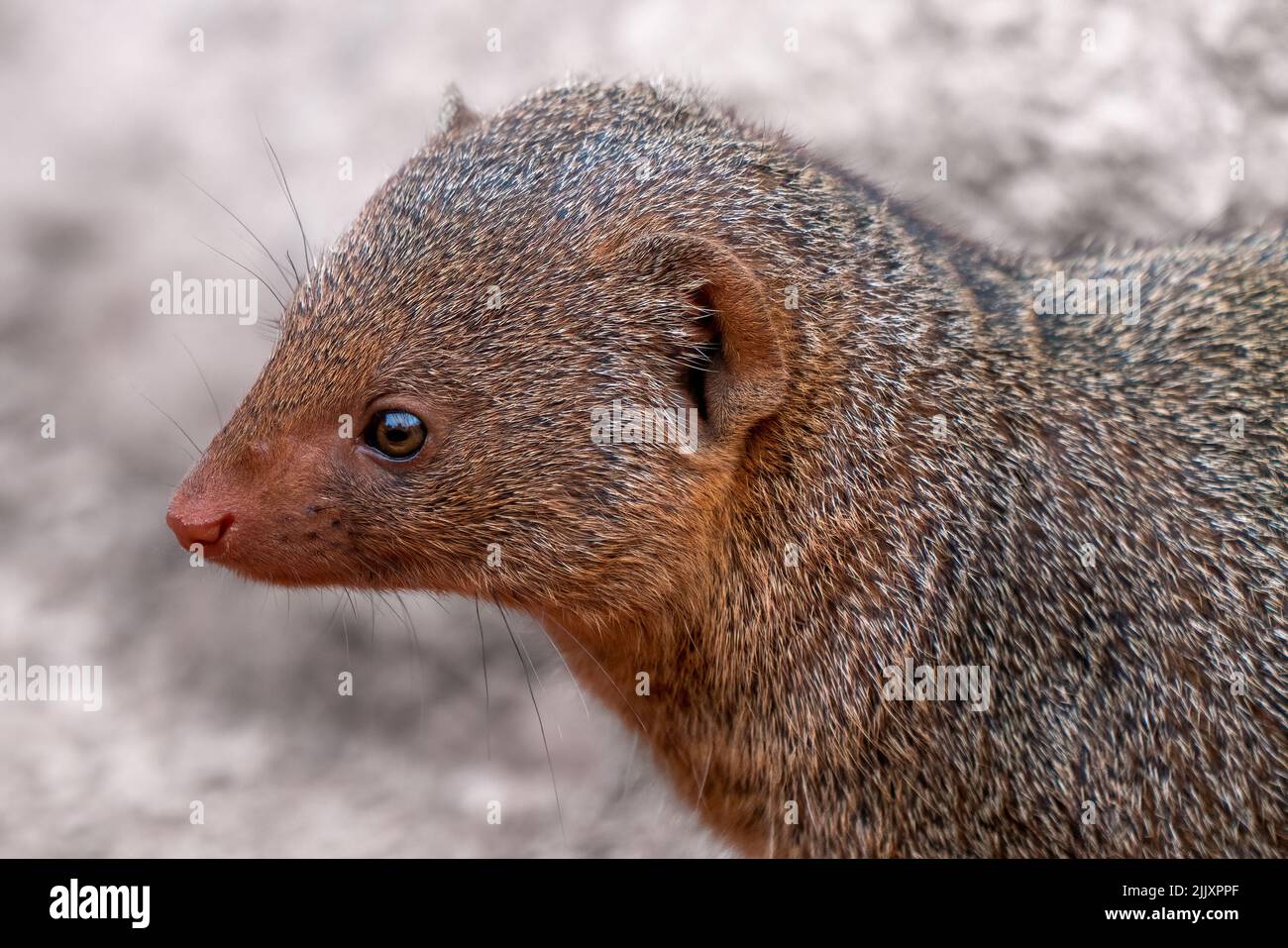 Carino comune nana mongoose, Helogale parvula, su un terreno sabbioso. Specie mongoose native dell'Angola, Namibia settentrionale, KwaZulu-Natal in Sudafrica Foto Stock