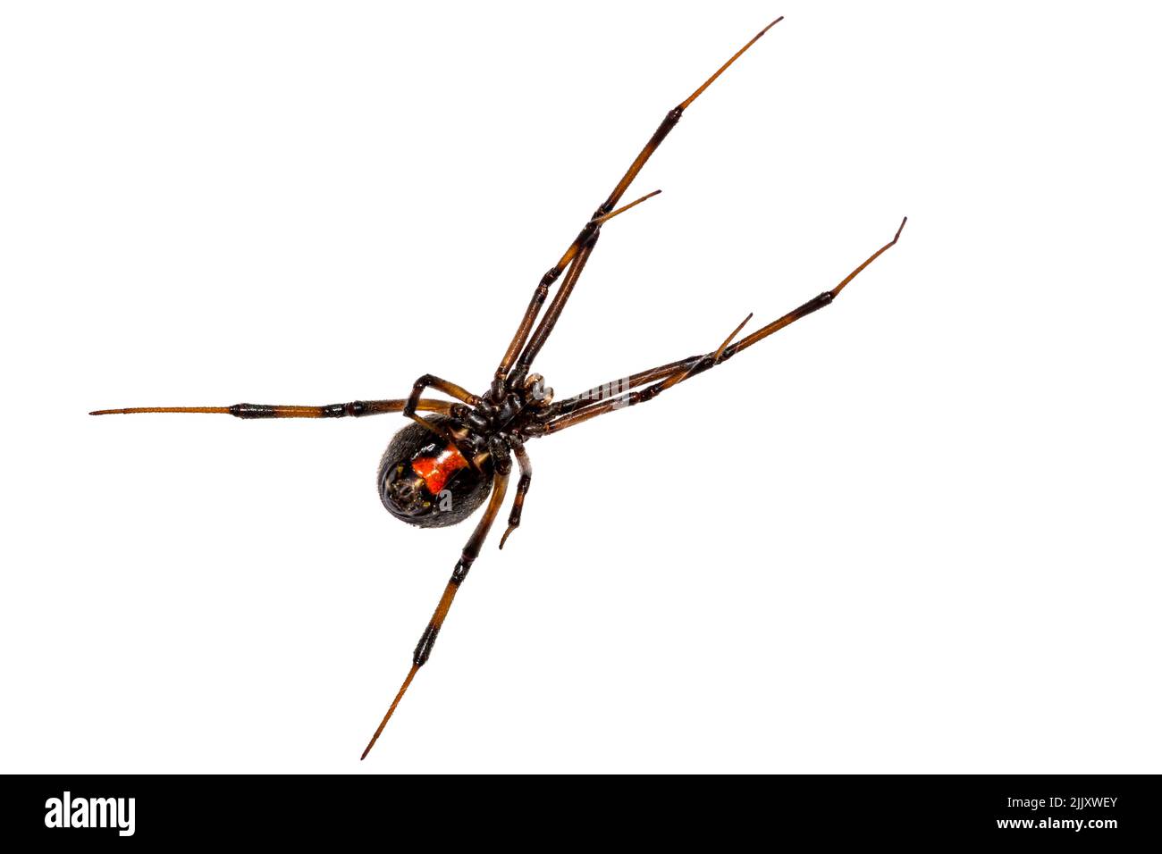 Black Widow Spider - Latrodectus mactans Foto Stock