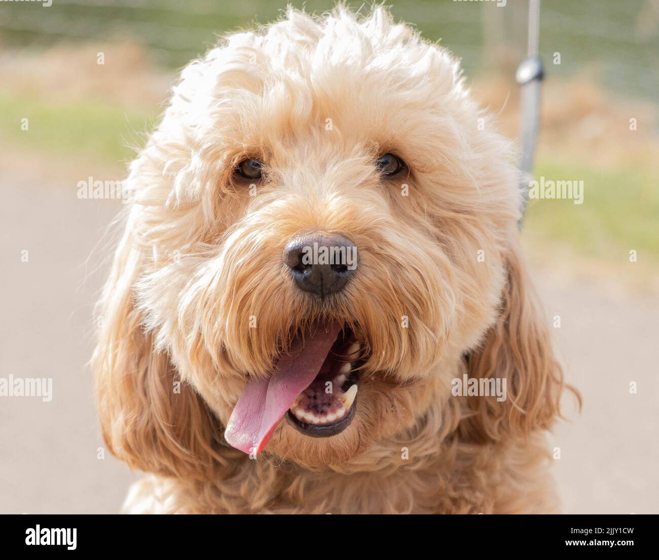 Cani a piedi nel Parco Foto Stock