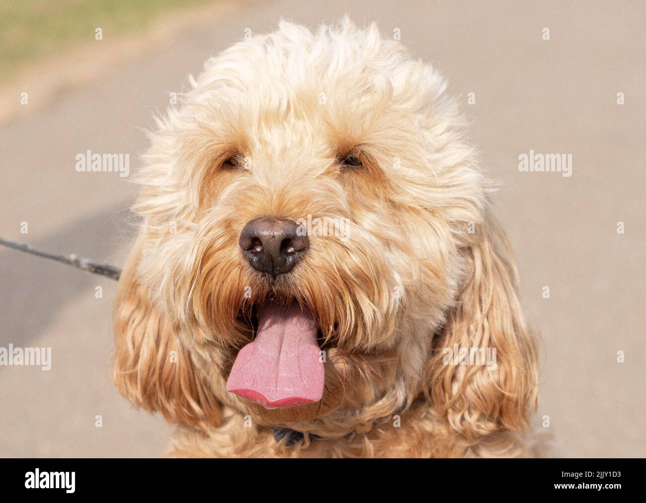 Cani a piedi nel Parco Foto Stock
