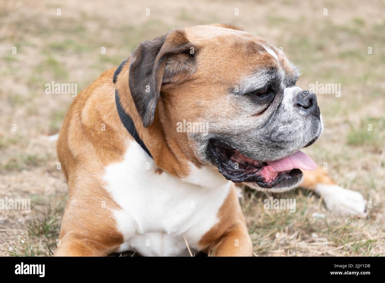 Cani a piedi nel Parco Foto Stock