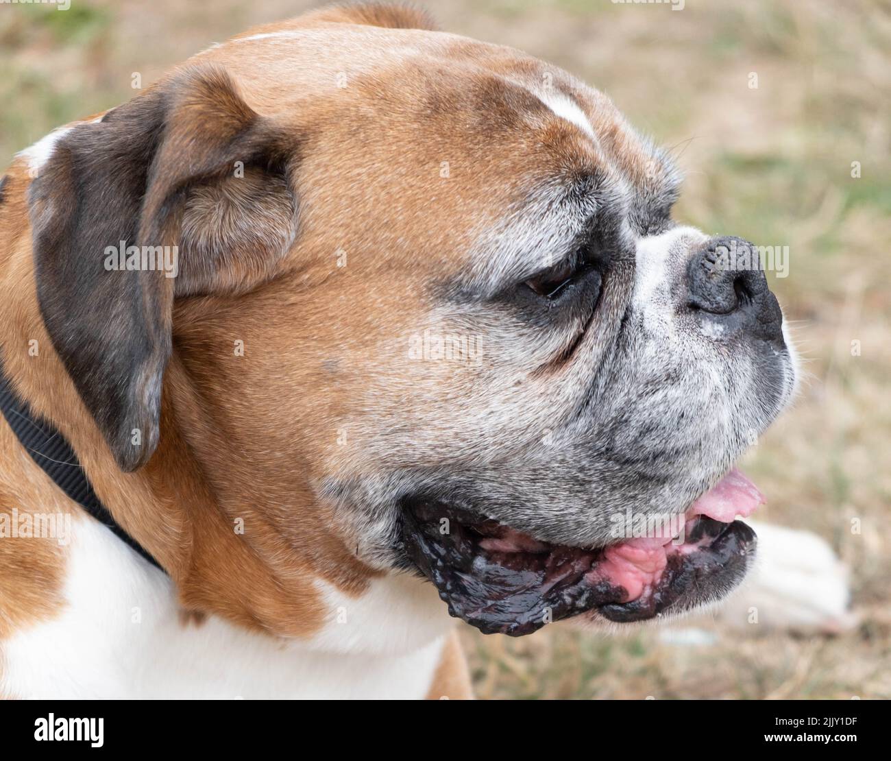 Cani a piedi nel Parco Foto Stock
