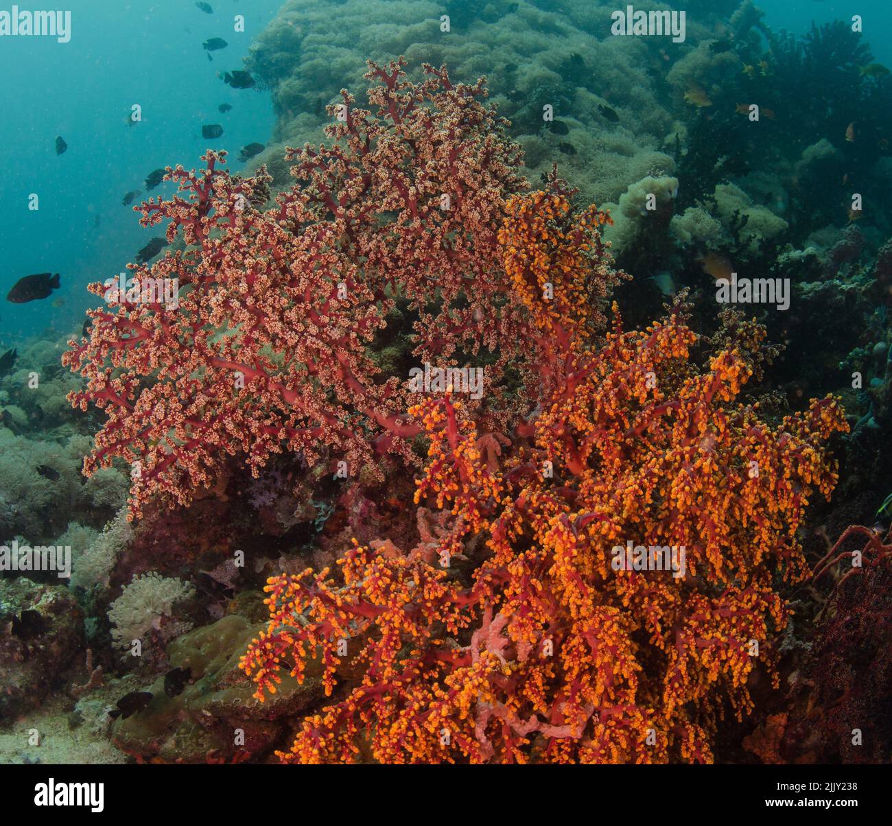 Corallo di ciliegio, Siphonogorgia godefroyi, Nidaliidae, Anilao, Filippine, Asia Foto Stock