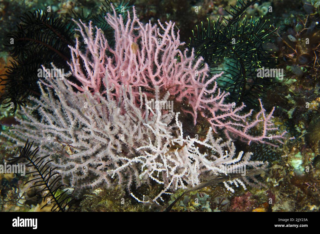 Corallo del ventilatore annodato, Melithaea sp., Melithaeidae, Anilao, Batangas, Filippine, Oceano Indo-pacifico, Asia Foto Stock