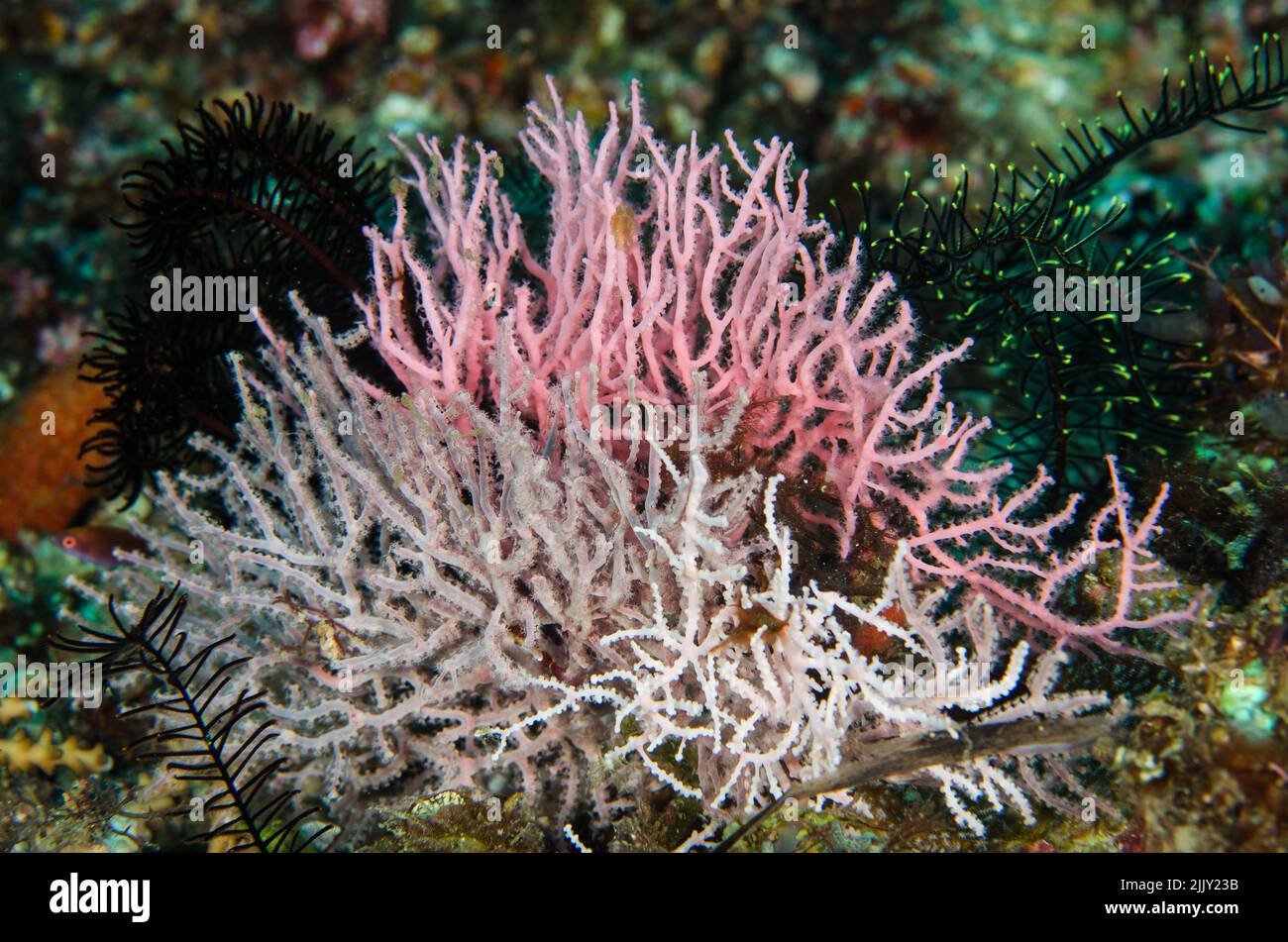 Corallo del ventilatore annodato, Melithaea sp., Melithaeidae, Anilao, Batangas, Filippine, Oceano Indo-pacifico, Asia Foto Stock