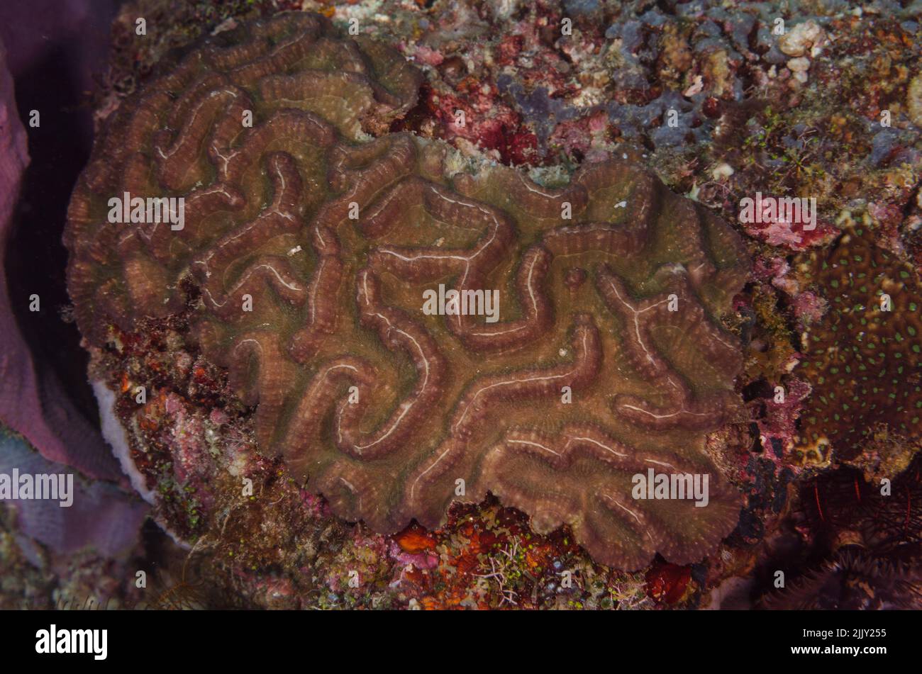 Corallo di pietra, raggianti di Symphyllia, Mussidae, Anilao, Batangas, Filippine, Oceano Indo-pacifico, Asia Foto Stock