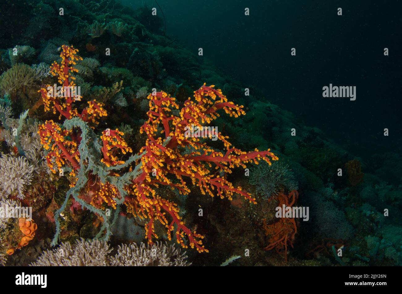 Corallo di ciliegio, Siphonogorgia godefroyi, Nidaliidae, Anilao, Filippine, Asia Foto Stock