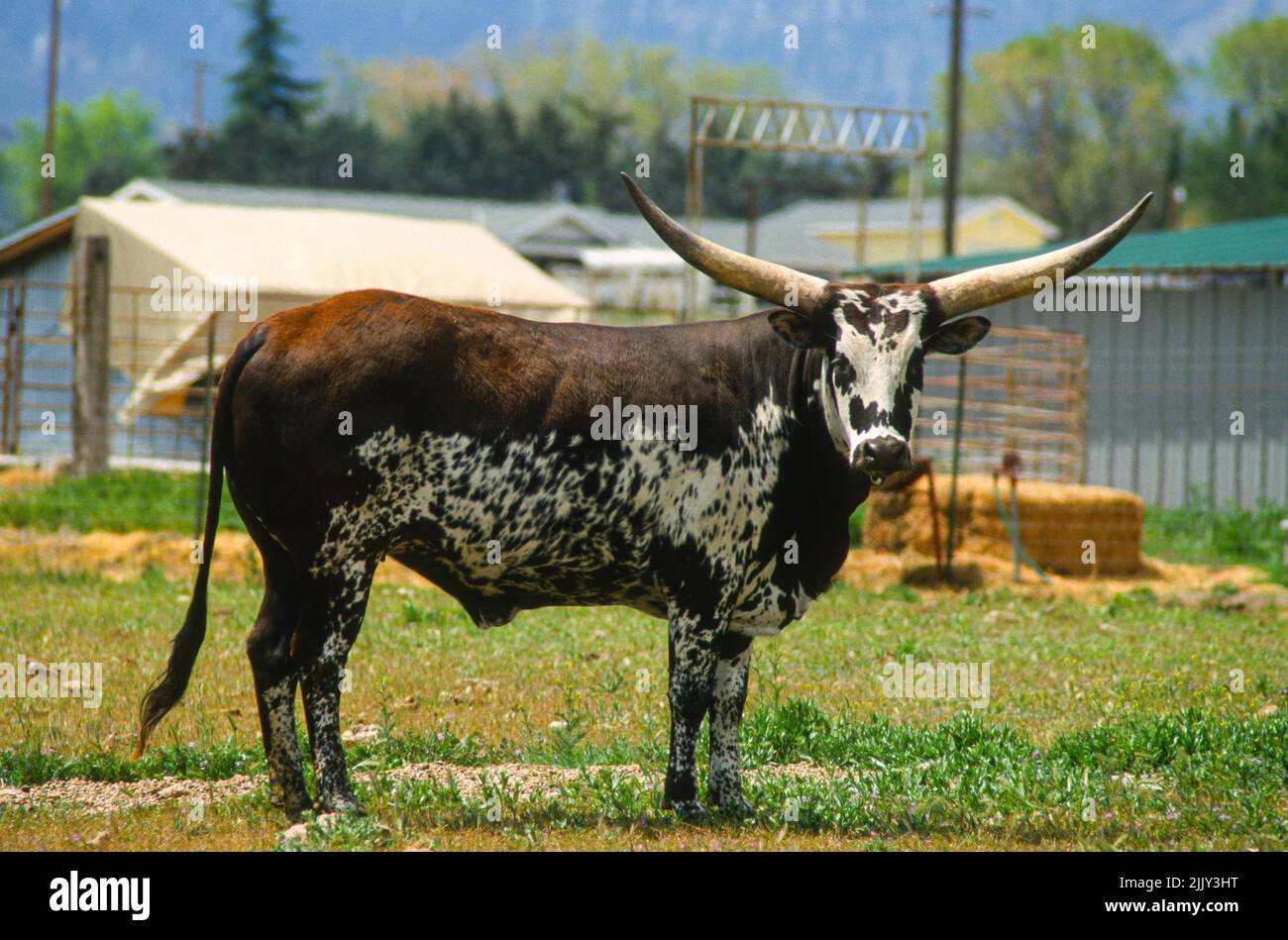 Longhorn Steer, in un pascolo vicino all'Interstate 5, in Oregon Foto Stock