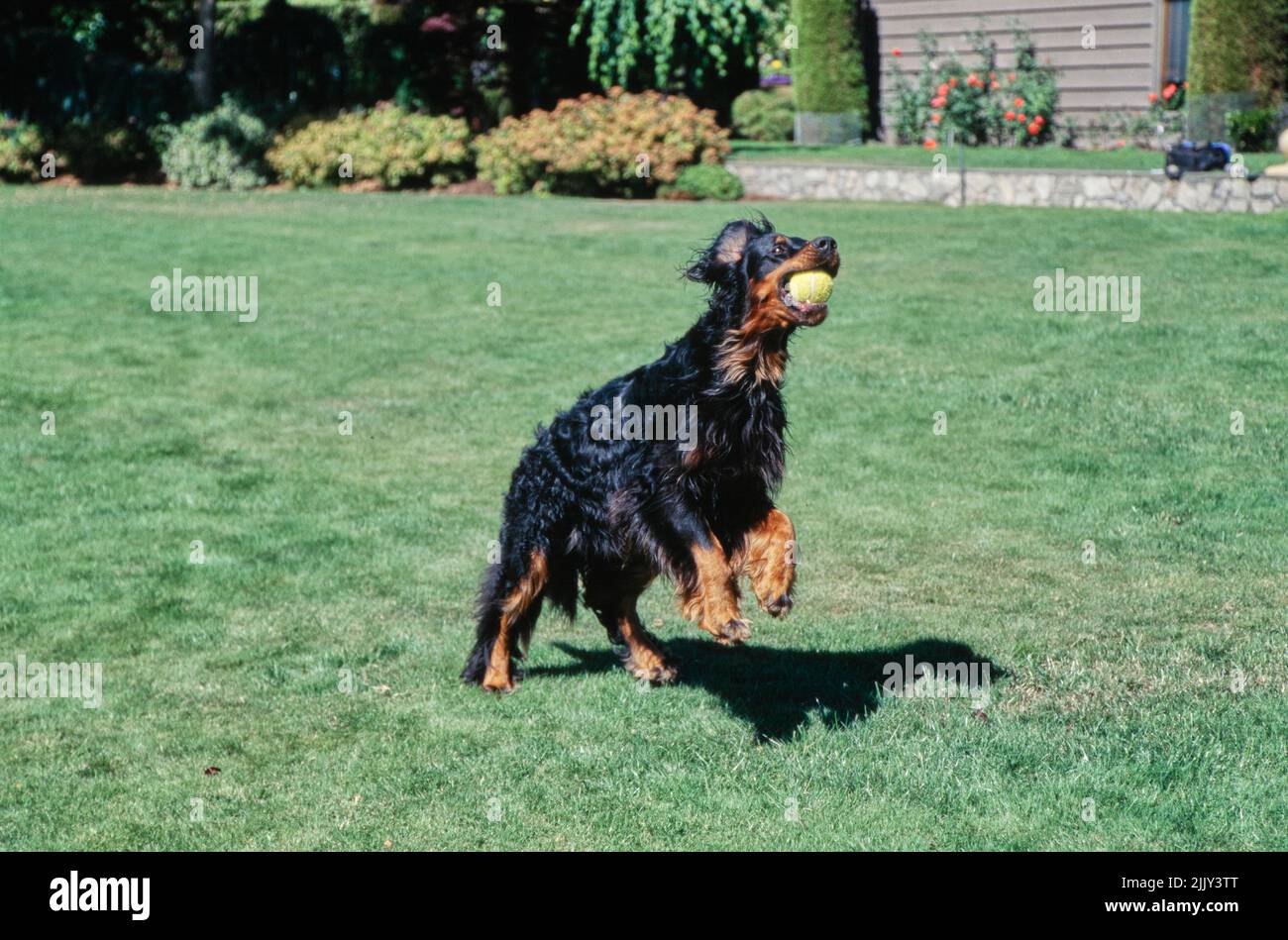 Gordon Setter in esecuzione in erba dopo la palla da tennis Foto Stock