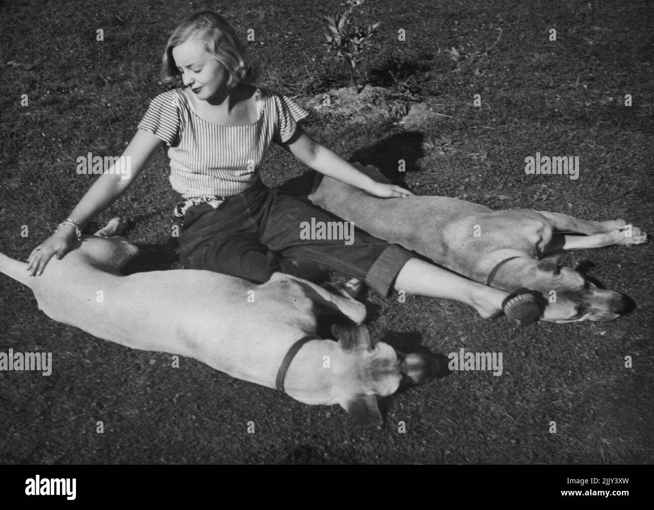 Pat ama arrostire nei suoi jeans quando è a casa. Gioca con due grandi danesi a casa di un amico. Settembre 13, 1950. Foto Stock