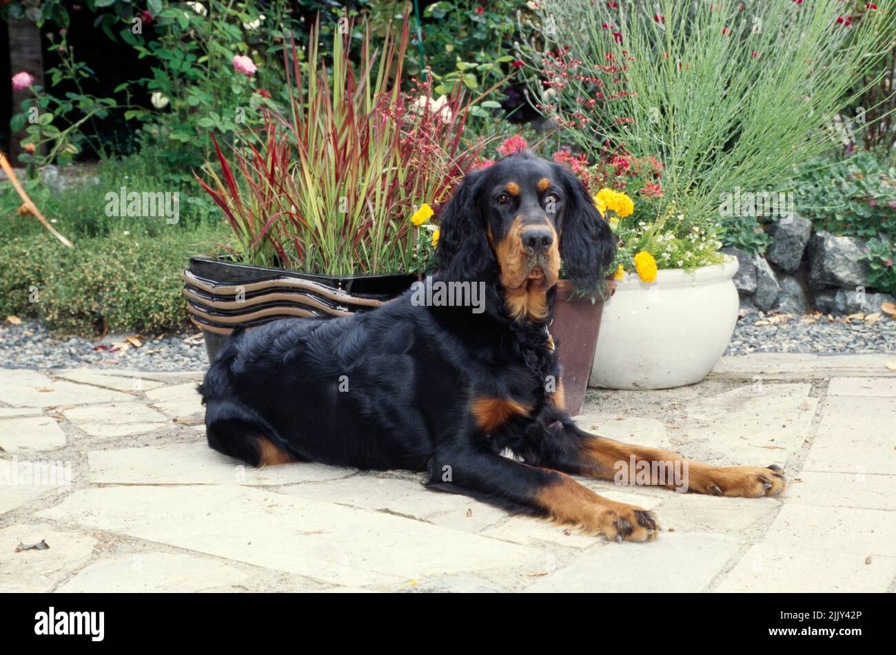 Gordon Setter posato sul patio vicino vaso di fiori Foto Stock